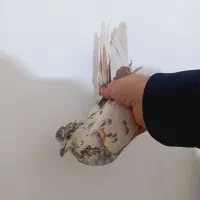 کفتر غریب گیری همه عالی شب گیر|پرنده|چهاردانگه (تهران), |دیوار