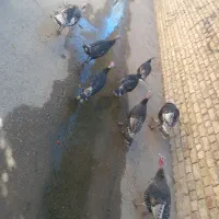 بوقلمون|حیوانات مزرعه|لردگان, |دیوار