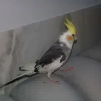 عروس هلندی گمشده توروخدا هرکس پیدا کرد بگه