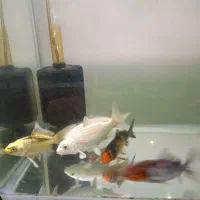 ماهی کوی نژاد دار وارداتی|ماهی|کرج, فاز ۳ مهرشهر|دیوار