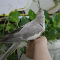 عروس هلندی|پرنده|تهران, بیسیم|دیوار