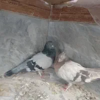 کبوتر اصفهانی