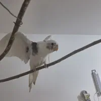 طوطی عروس آلبینو دوکت گمشده|حیوانات|قم, باسکول|دیوار