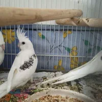 سه عدد جوجه البینو تک کت ودوکت در اشنویه|پرنده|اشنویه, |دیوار