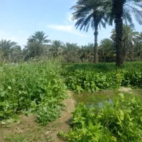 آگهی-فروش