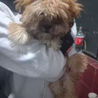 توله سگ نره شیتزو|سگ|شهریار, کرد امیر|دیوار