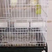 عروس هلندی مولد|پرنده|زیباشهر, |دیوار