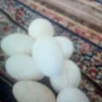 تخم غاز
