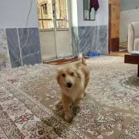 واگذاری سگ خانگی