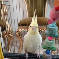 یک جفت عروس هلندی تخم گذار|پرنده|شاهدشهر, |دیوار