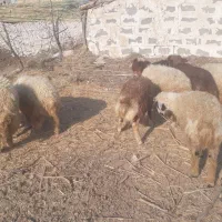 فروش بره نر|حیوانات مزرعه|دره شهر, |دیوار