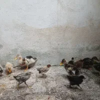5 تا جوجه