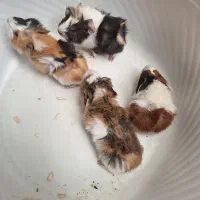 خوکچه هندی همستر