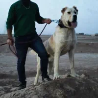 واگذاری سگ خراسانی|سگ|مشهد, مقدم|دیوار