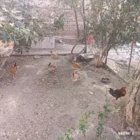 فروش مرغ تخمی خانگی