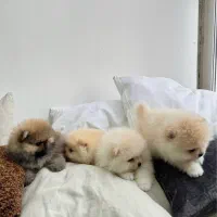 سگ پامر خرسی اورجینال.پامرانین عروسکی گرید A+|سگ|شیراز, فرهنگ شهر|دیوار