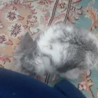 بچه خرگوش لپ