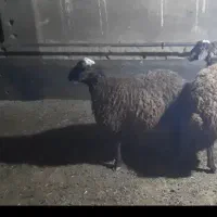 بره چاق دو عدد|حیوانات مزرعه|خنجین, |دیوار