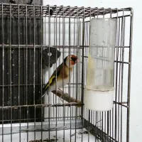 سهره و قناری