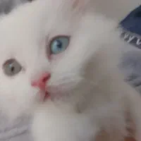 توله پرشین|گربه|ارومیه, |دیوار