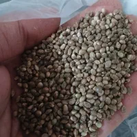 تخمه دورنگ کشمش ذرت ماش بادام زمینی|خوردنی و آشامیدنی|بروجرد, |دیوار