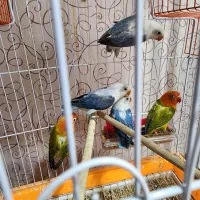 مولدطوطی برزیلی رنگ خاص با 5 جوجه|پرنده|کرمان, |دیوار