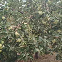 فروش زمین ۳۲۲۲ متری محدود زاینده‌رود شوراب|فروش زمین و ملک کلنگی|فولادشهر, بوستان خلیج فارس|دیوار