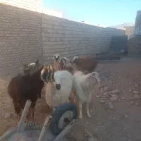 بره وبزغاله فروشی چاق|حیوانات مزرعه|سده (خراسان جنوبی), |دیوار