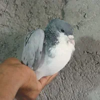 تعدادی کبوتر نر رنگی گرفتنی،ریش سبز ساده ابر طوقی|پرنده|زاهدان, |دیوار