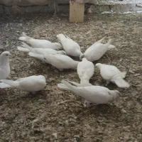 کبوتر پتی والا|پرنده|کنارک, |دیوار