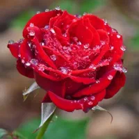 جویای کار در شرکت