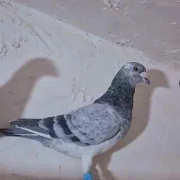 کفتر پلاکی بیرونی هوایی زرنگ