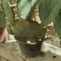 گل کاکتوس|گل و گیاه طبیعی|مشهد, هنرور|دیوار