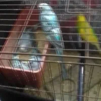 مرغ عشق مولد|پرنده|بندر ماهشهر, |دیوار