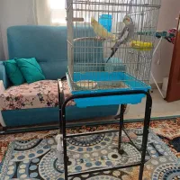 عروس هلندی|پرنده|ایلام, |دیوار