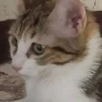 گربه ی دی اس اچ