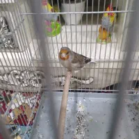 سهره قناری نر دهن دار و نشون دار دم سفید