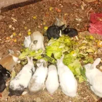 خرگوش و بچه خرگوش