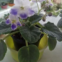 فروش بنفشه آفریقایی عمده و خرده 70ت|گل و گیاه طبیعی|مشگین شهر, |دیوار