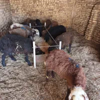 بره نر