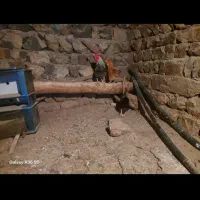 مرغ و خروس