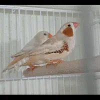 فنچ کینگ اروپایی