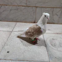 کفتر پشتی نر پاک بدون غلط غریبه