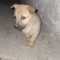 چهار عدد توله سگ