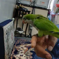 جوجه راهب|پرنده|تهران, جی|دیوار