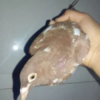 چهار تا کفتر خوب وسرحال درجه۱