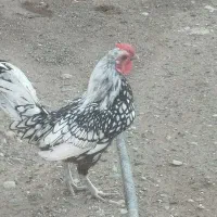 خروس خوش رنگ‌
