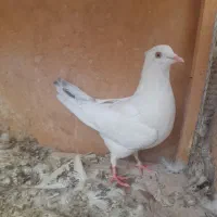 کفتر پرشی|پرنده|رباط‌کریم, رباط‌کریم|دیوار