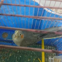 عروس هلندی سالم خونگی ماده