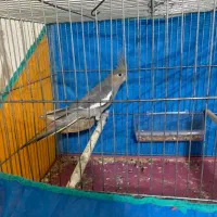 عروس هلندی معاوضه